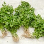 Mayonesa de Cilantro