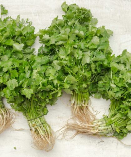 Mayonesa de Cilantro