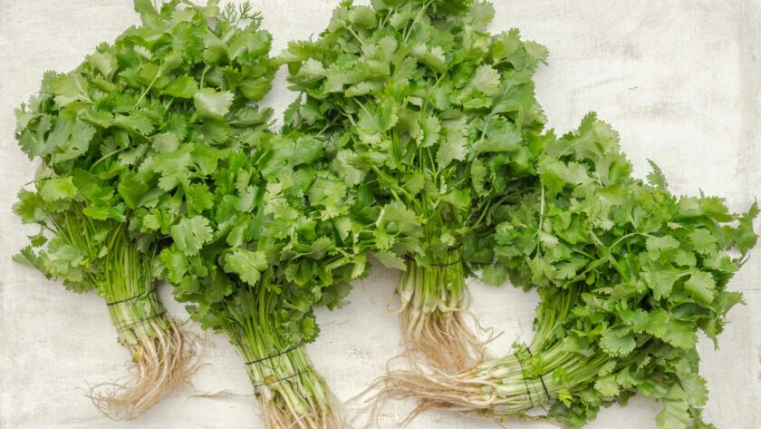 Mayonesa de Cilantro